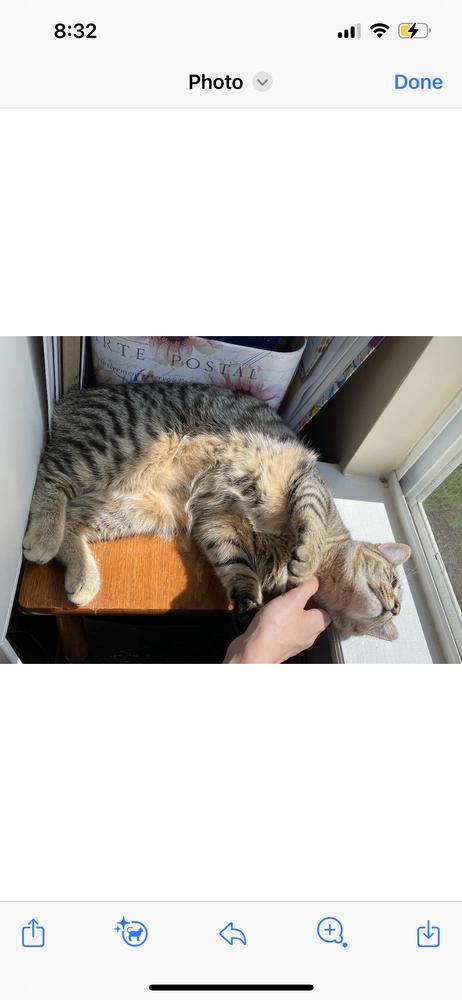 Enlarge Ashe, a Adoptable Domestic Short Hair in Saint Augustine, FL image 4/4