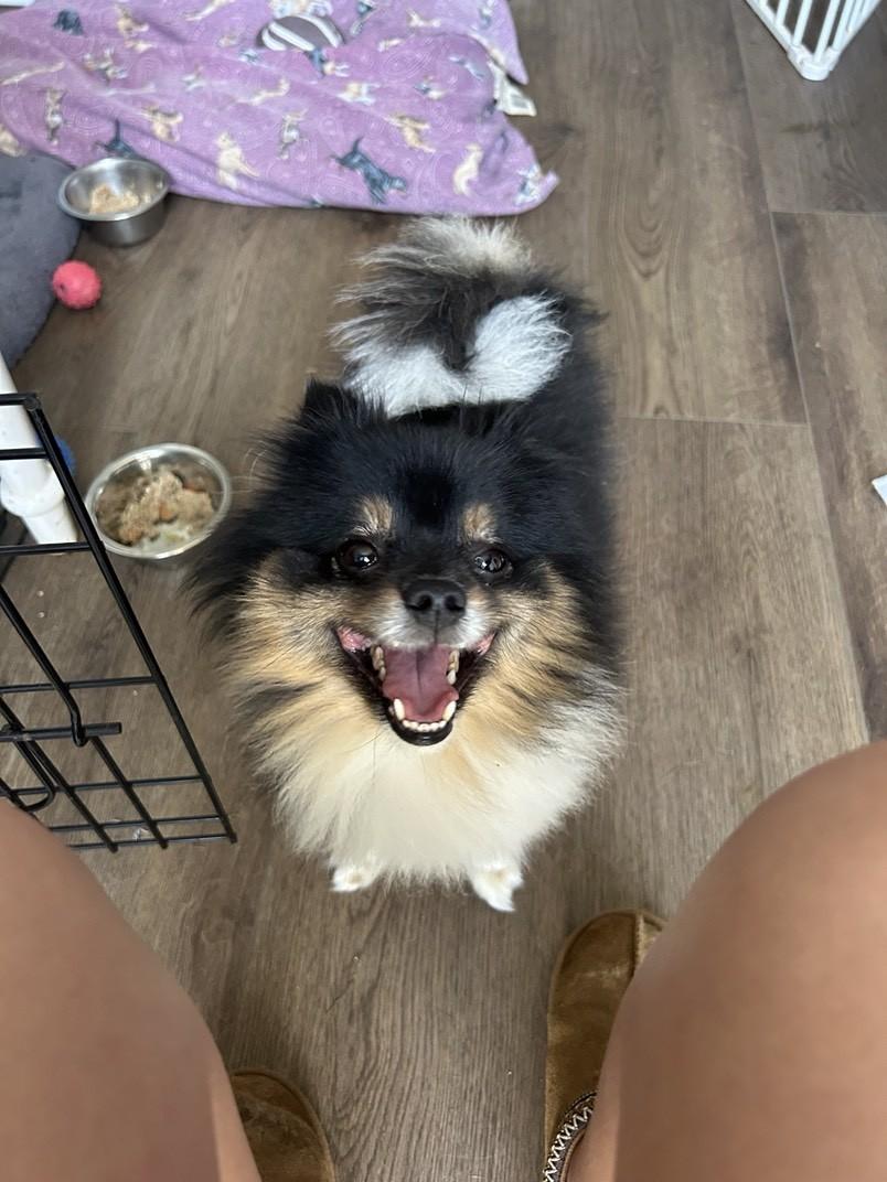 Enlarge Quincy , an adopted Pomeranian in Orleans, VT image 2/2