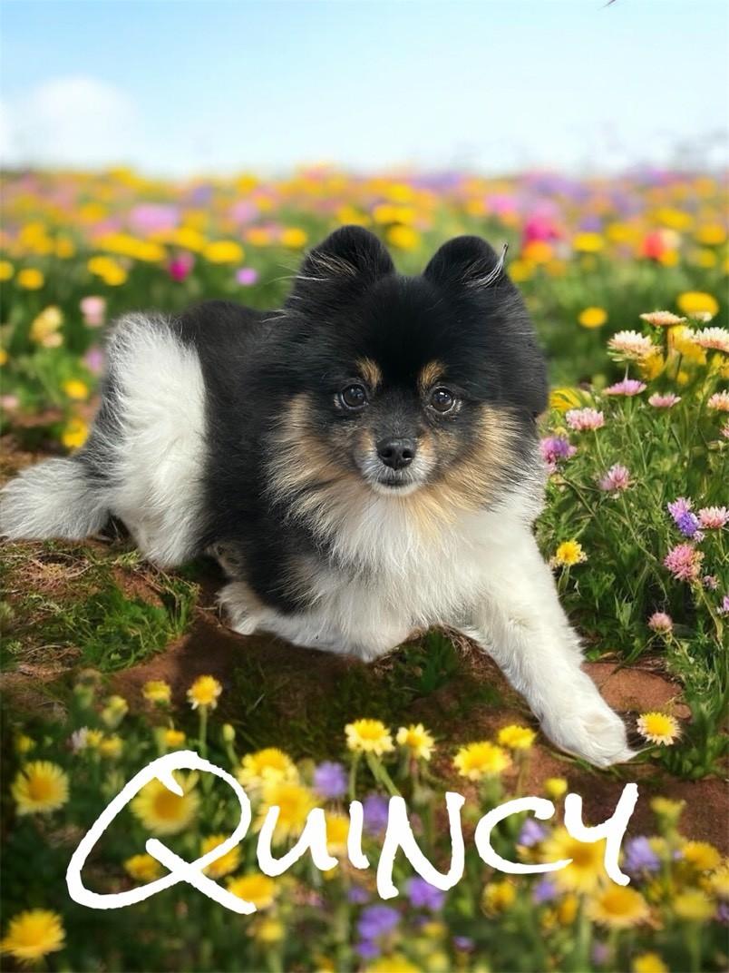 Quincy , adopted, Adult Male Pomeranian.