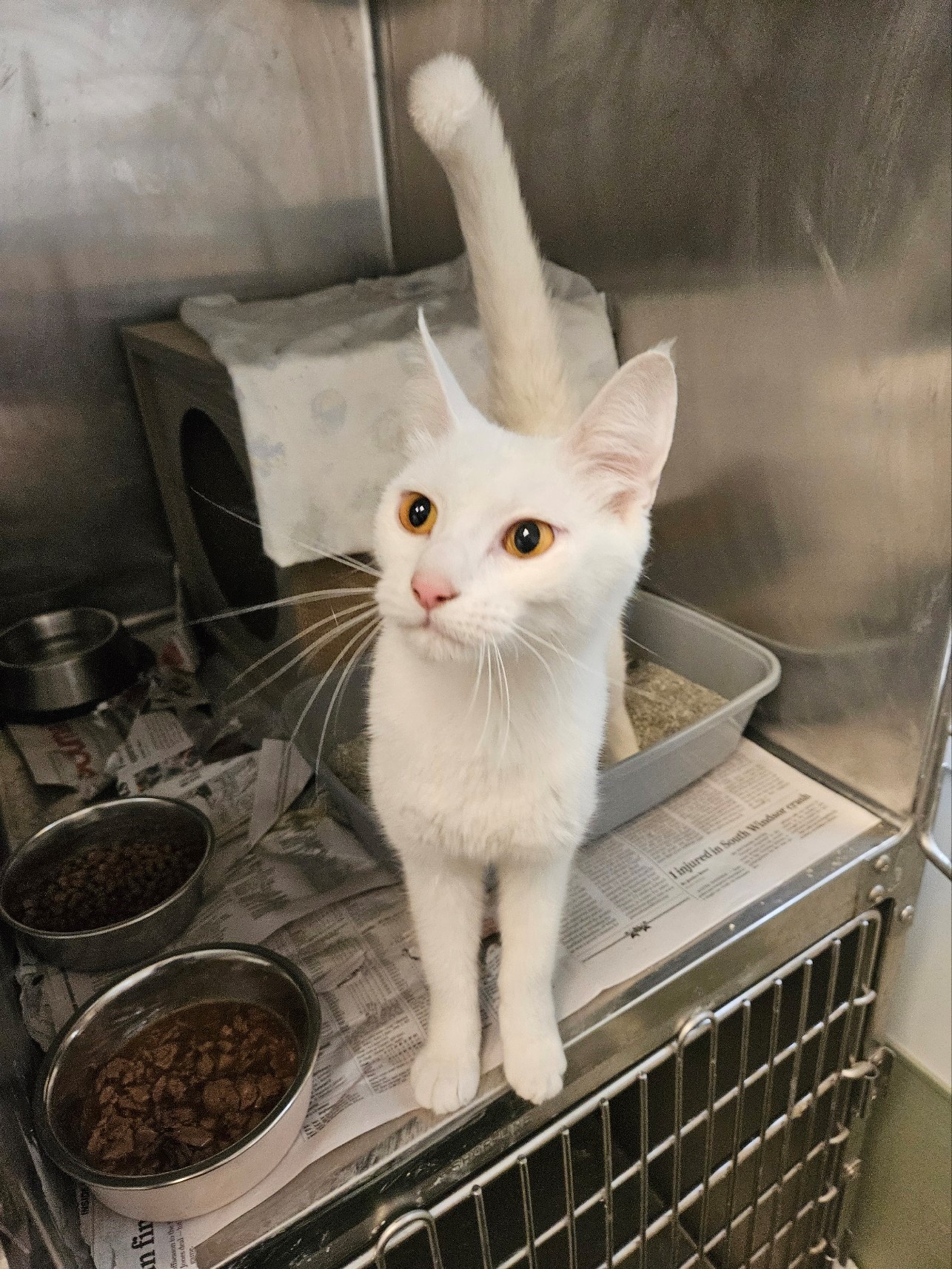 Lola, a Adopted Domestic Short Hair in Windsor, CT image 1/3