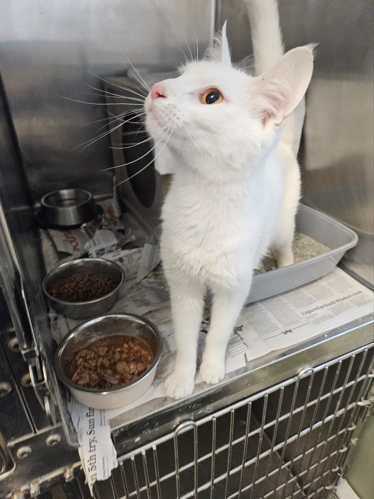 Lola, a Adopted Domestic Short Hair in Windsor, CT image 2/3