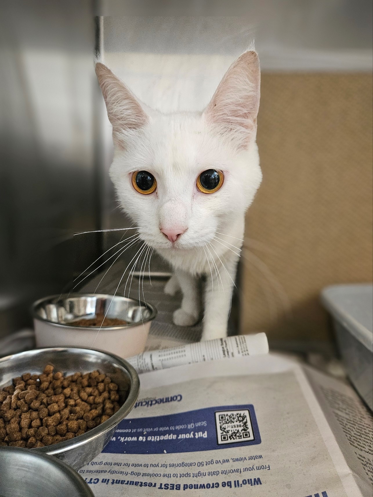 Lola, a Adopted Domestic Short Hair in Windsor, CT image 3/3