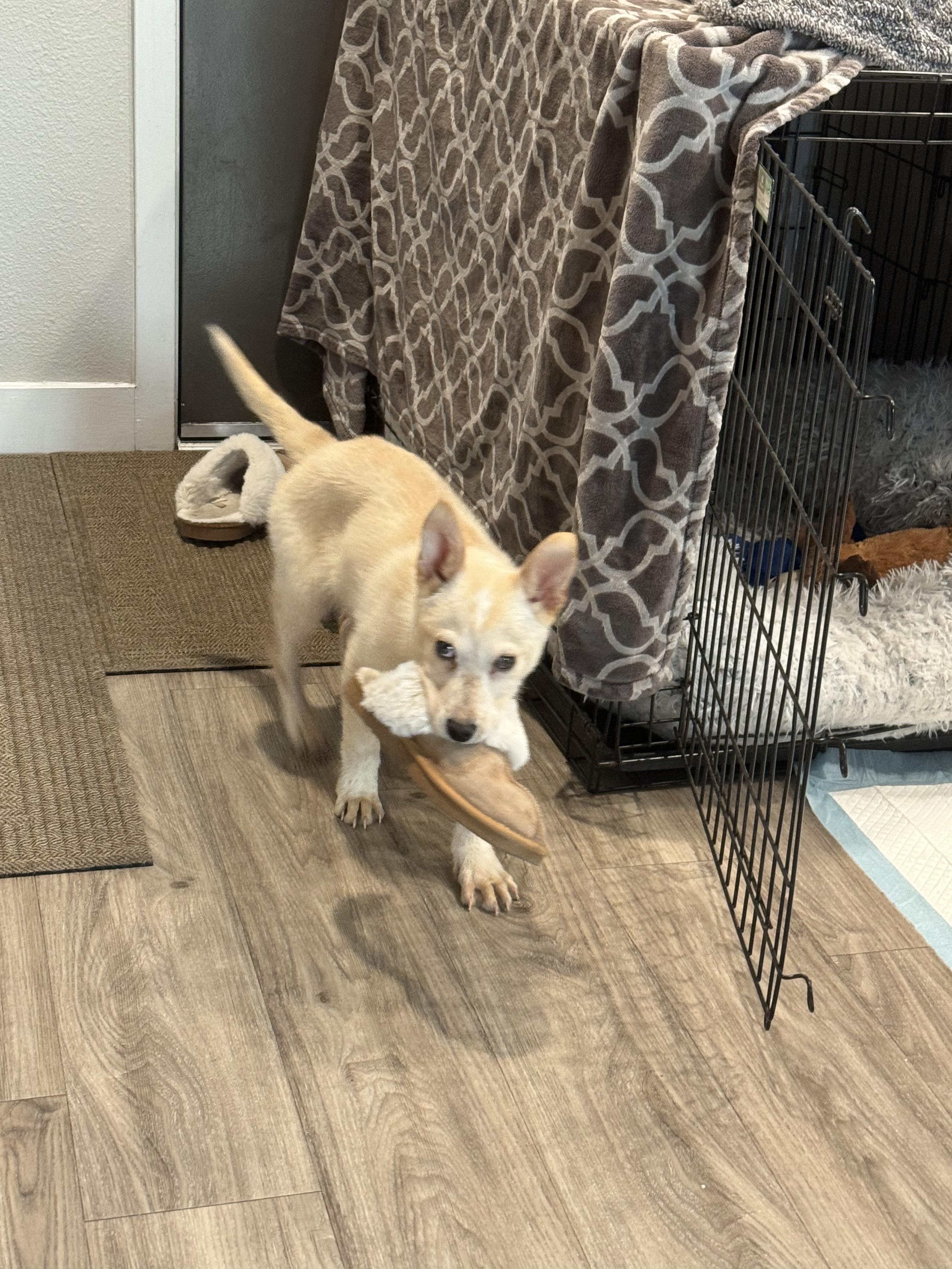 Enlarge Will, a ADOPTABLE mixed breed in Fort Collins, CO image 2/5