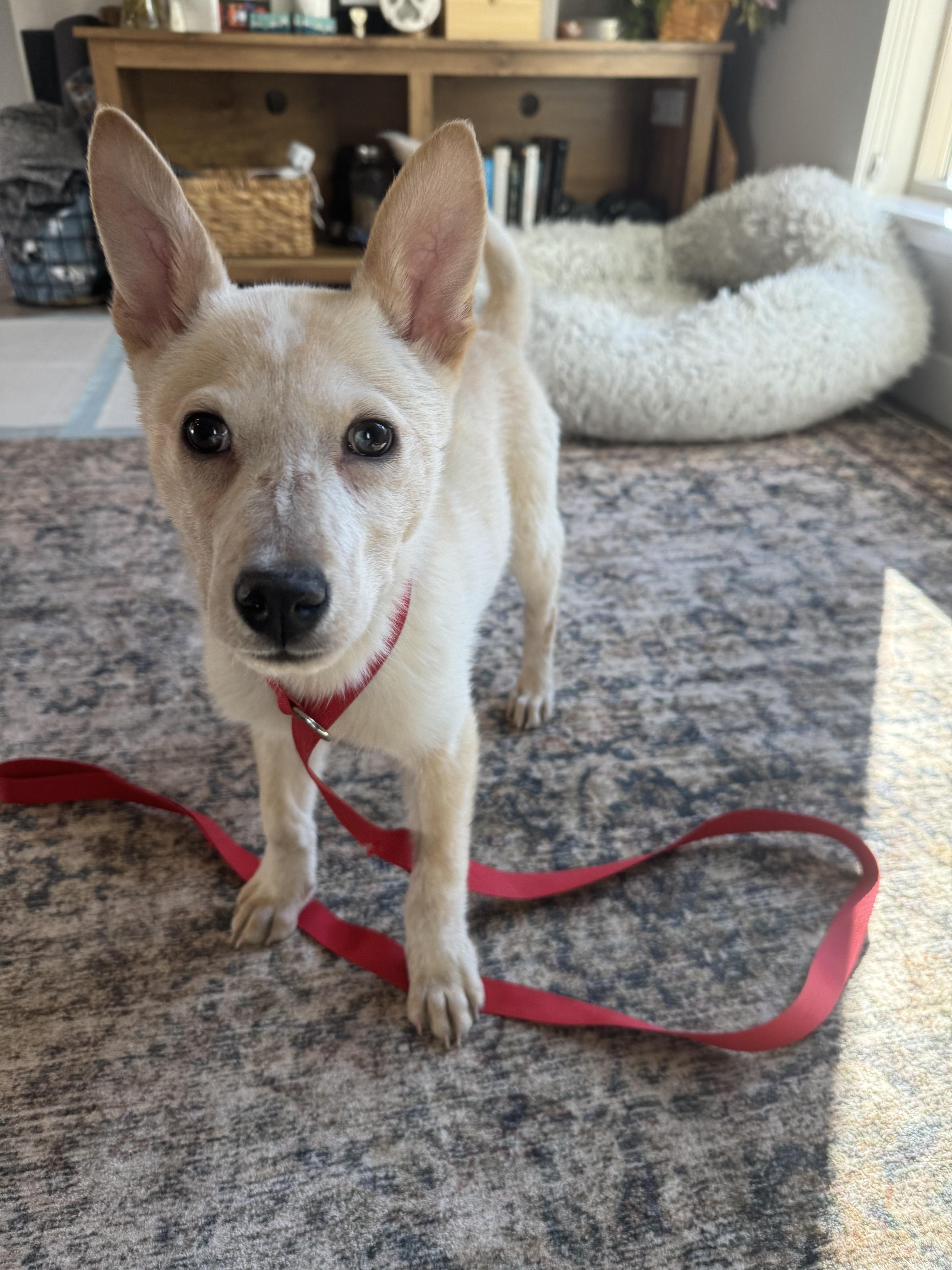 Enlarge Will, a ADOPTABLE mixed breed in Fort Collins, CO image 5/5