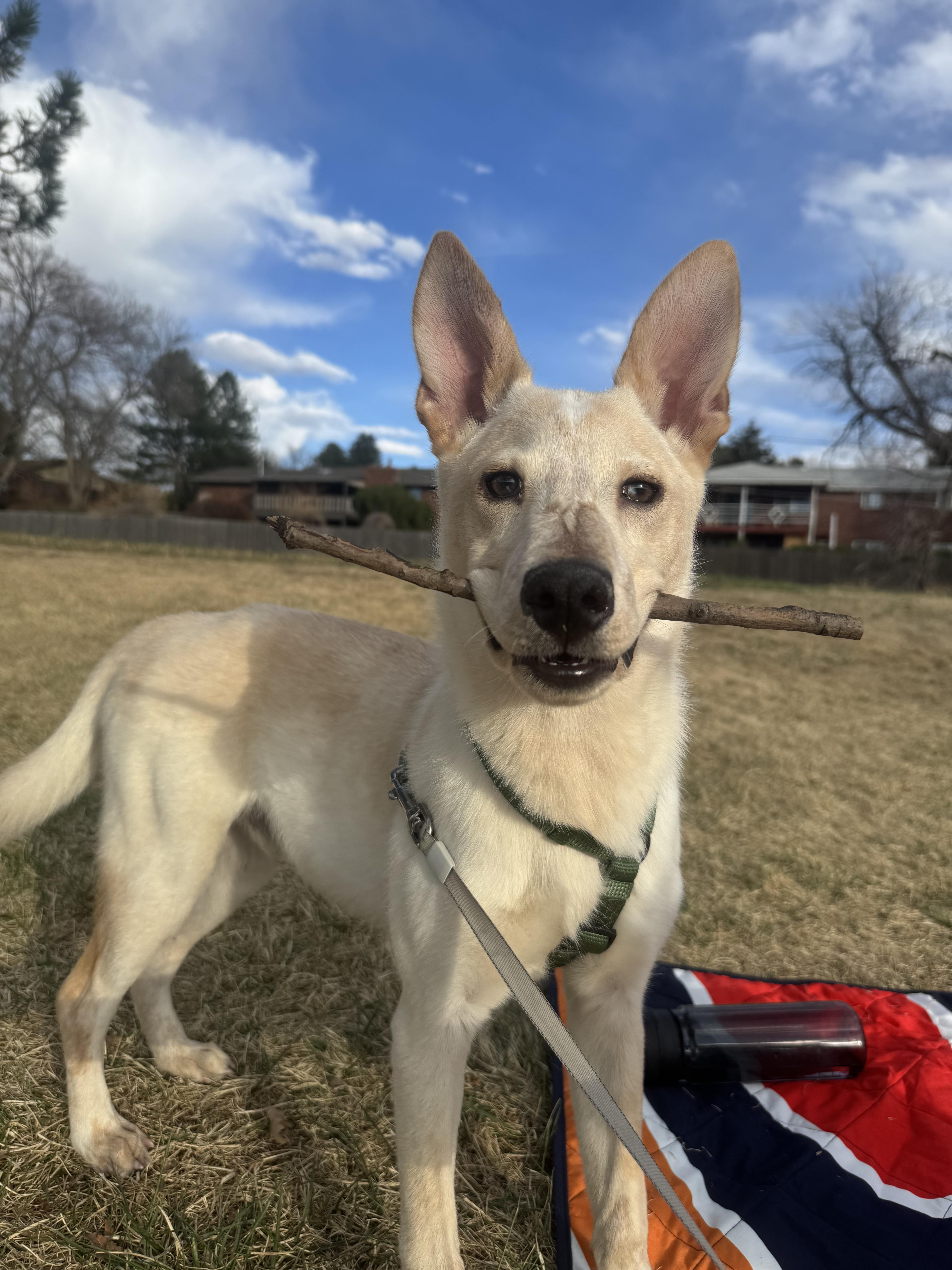Will, ADOPTABLE, Young Male Australian Cattle Dog / Blue Heeler & Husky.