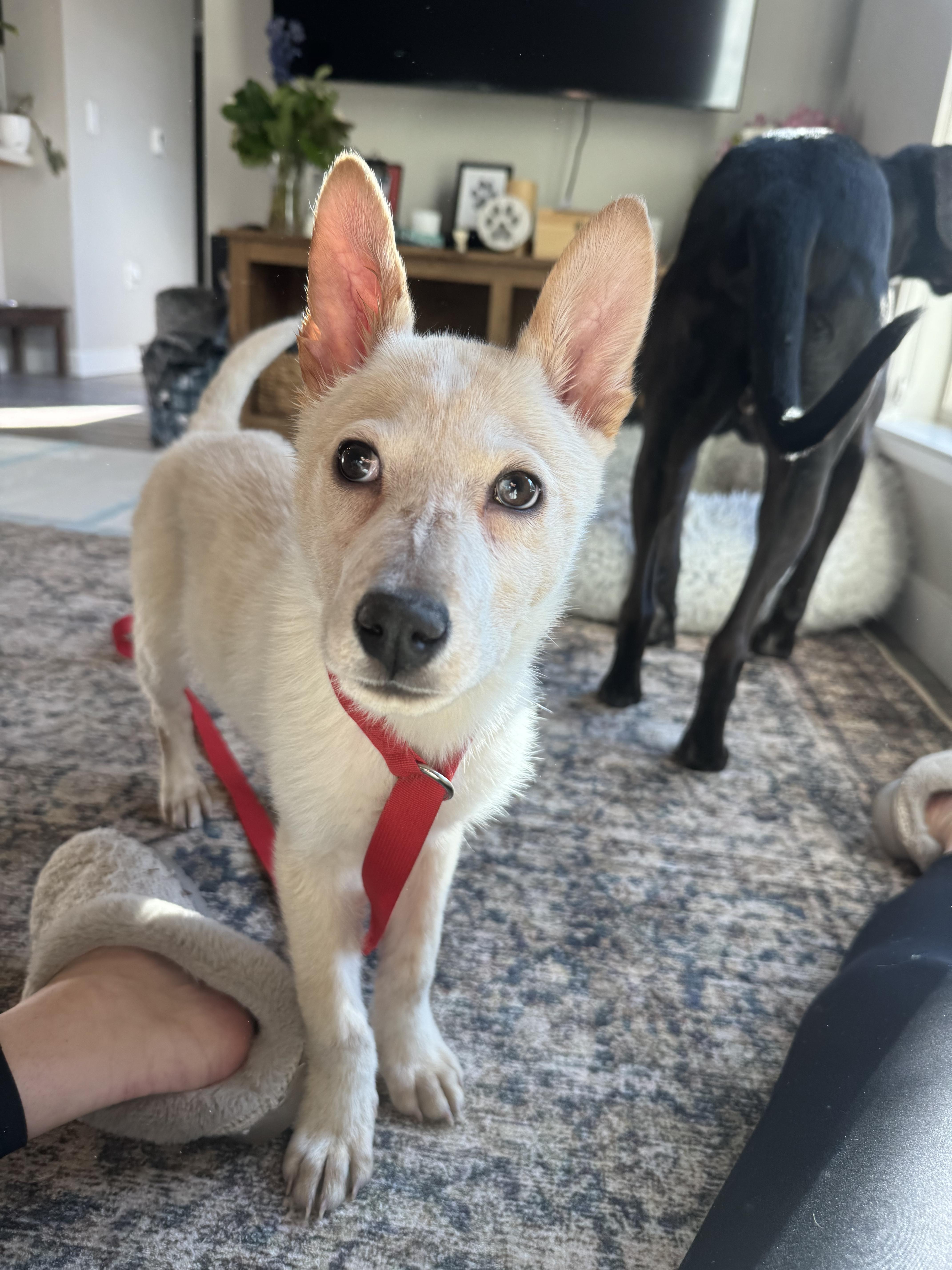 Enlarge Will, a ADOPTABLE mixed breed in Fort Collins, CO image 4/5
