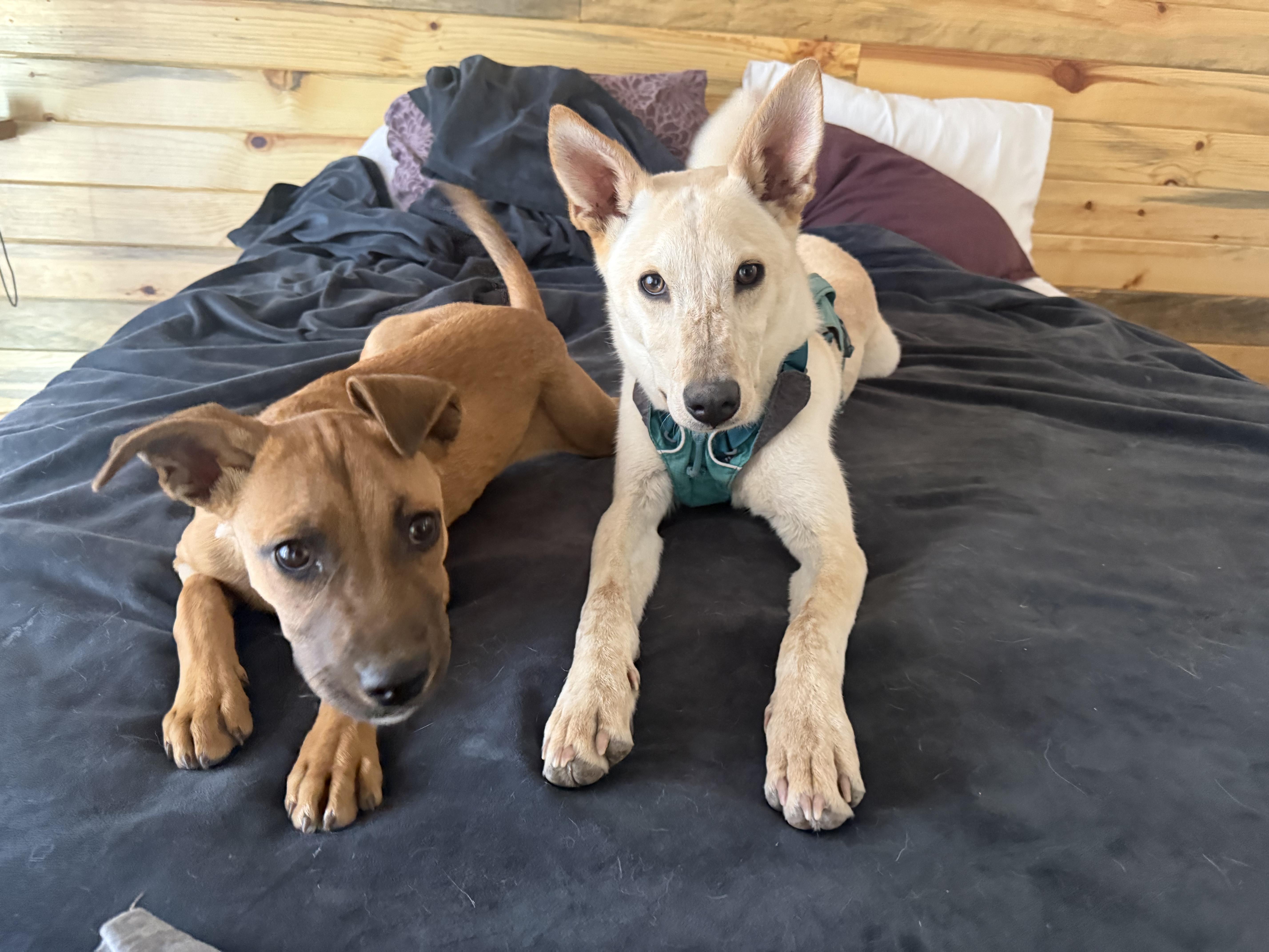 Will, ADOPTABLE, Young Male Australian Cattle Dog / Blue Heeler & Husky.