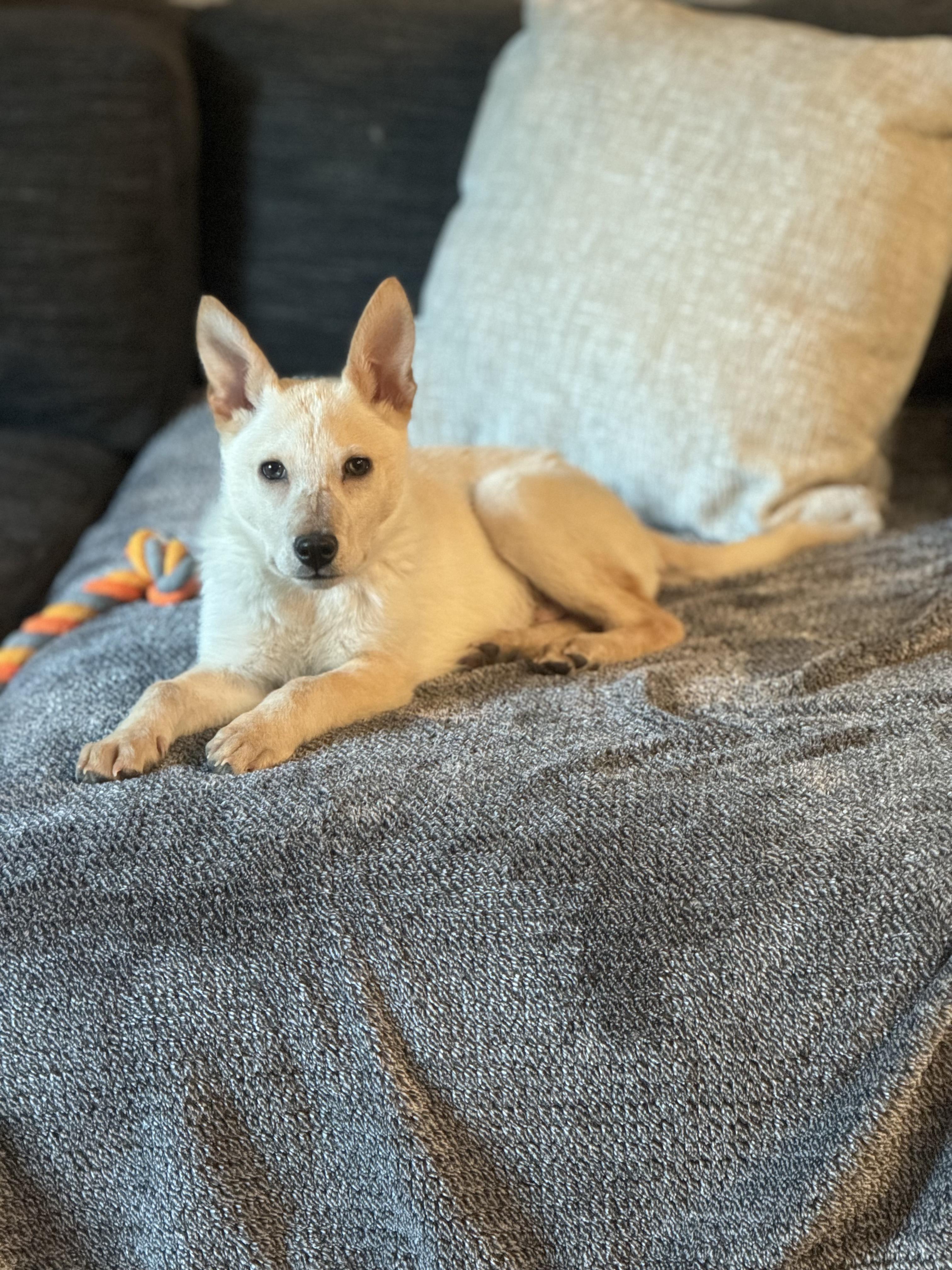 Enlarge Will, a ADOPTABLE mixed breed in Fort Collins, CO image 3/5