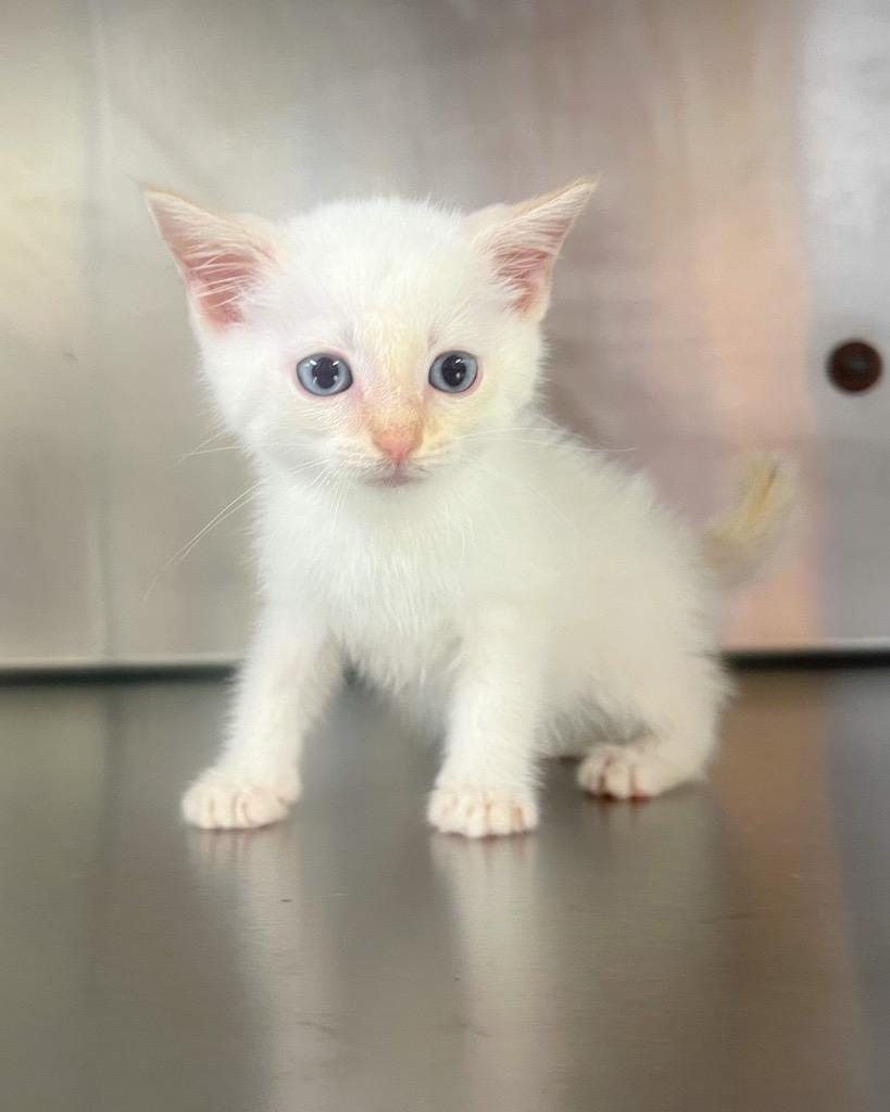 Potato, a Adoptable mixed breed in Murray, KY image 1/3