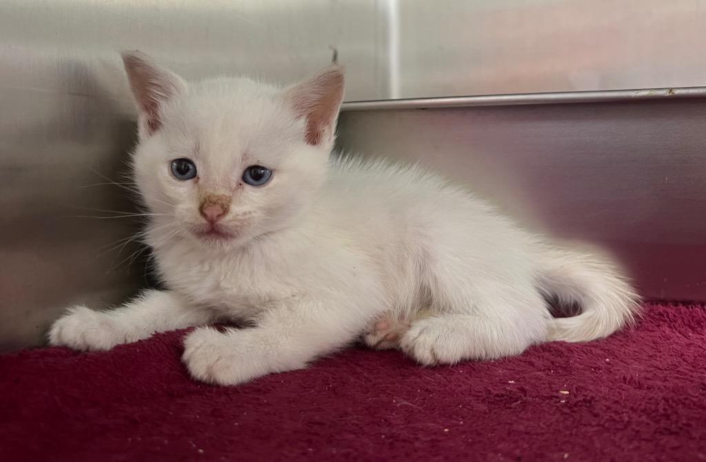 Potato, a Adoptable mixed breed in Murray, KY image 2/3