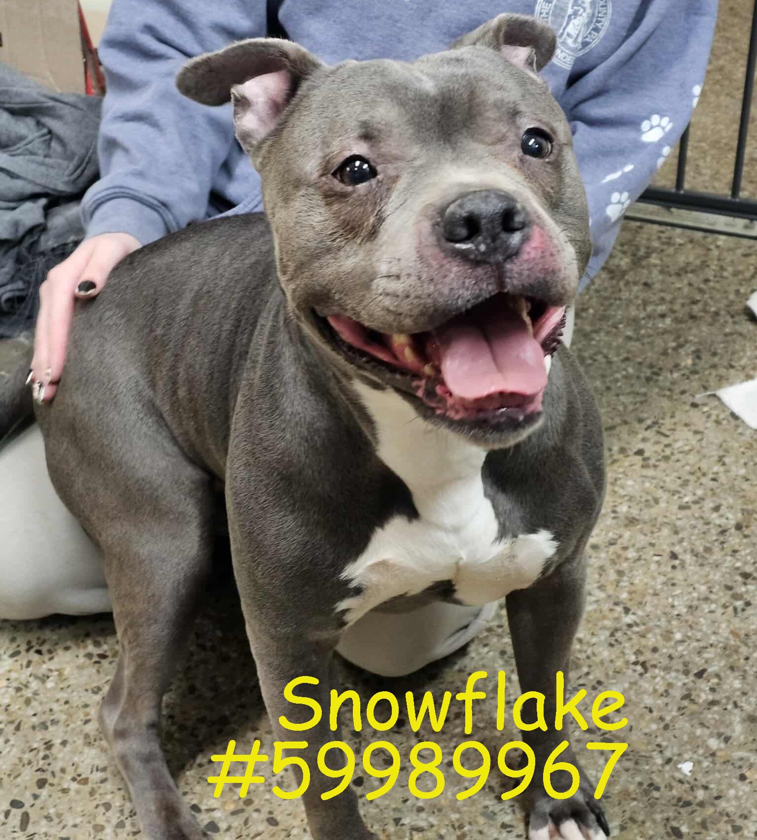 Snowflake, ADOPTABLE, Adult Female Pit Bull Terrier.
