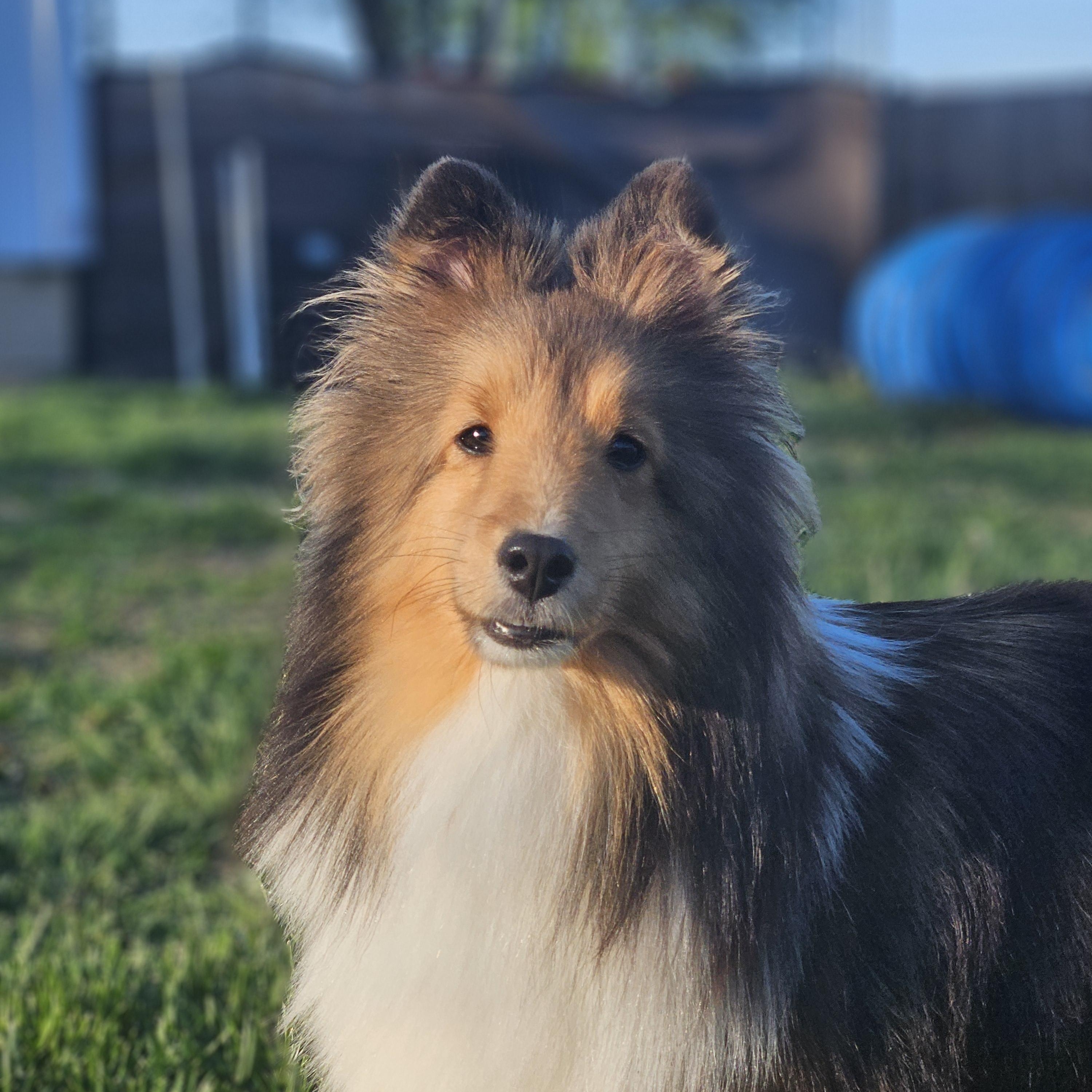 Desiree, ADOPTABLE, Young Female Shetland Sheepdog / Sheltie.