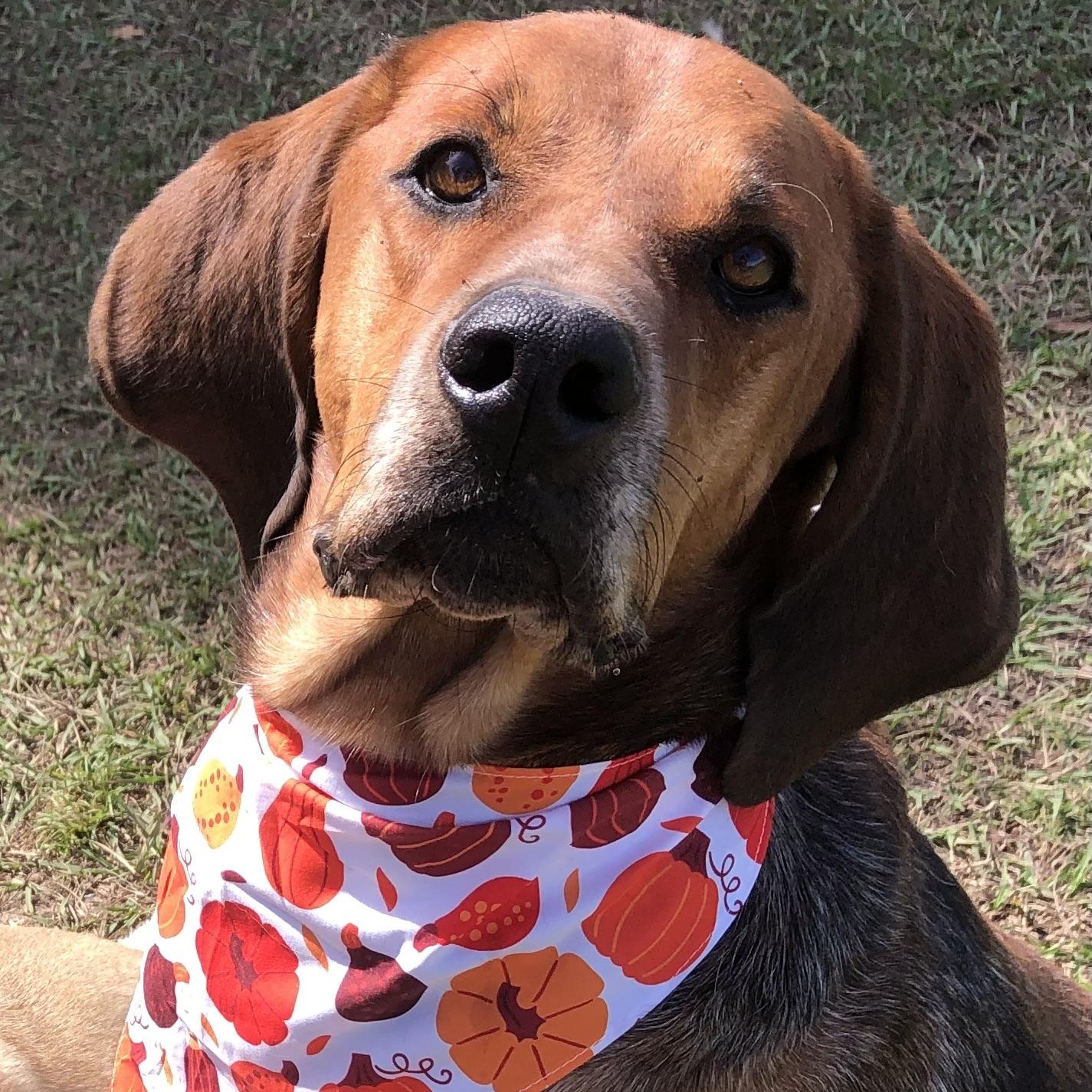 Howie, Adoptable, Adult Male Redbone Coonhound & Labrador Retriever.