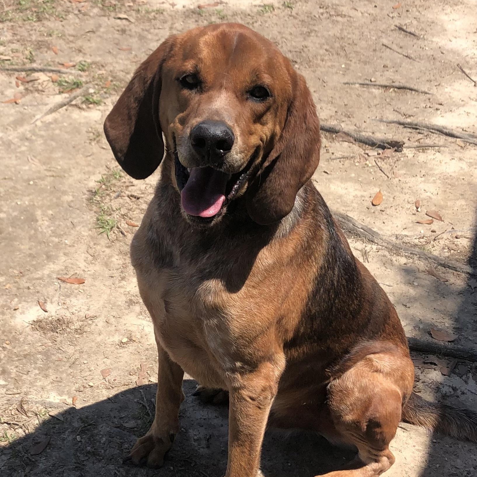 Enlarge Howie, a Adoptable mixed breed in Magnolia Springs, AL image 2/6