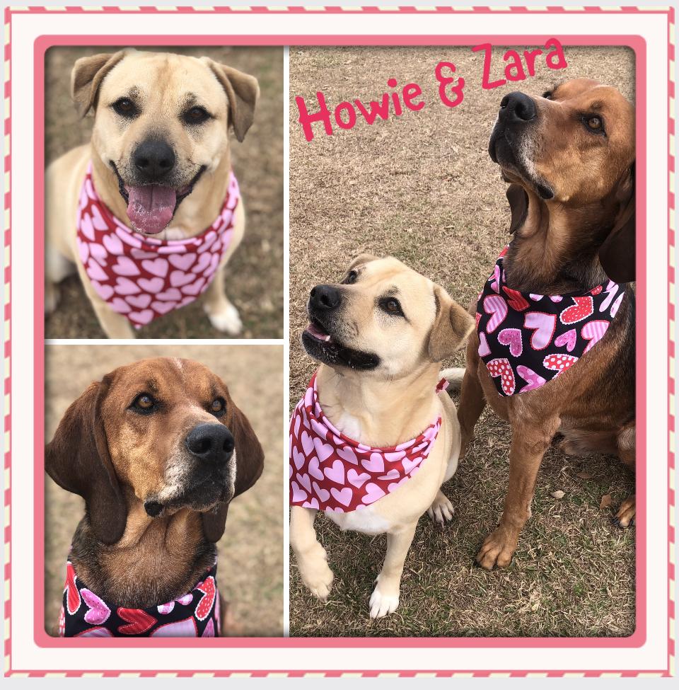 Enlarge Howie, a Adoptable mixed breed in Magnolia Springs, AL image 6/6