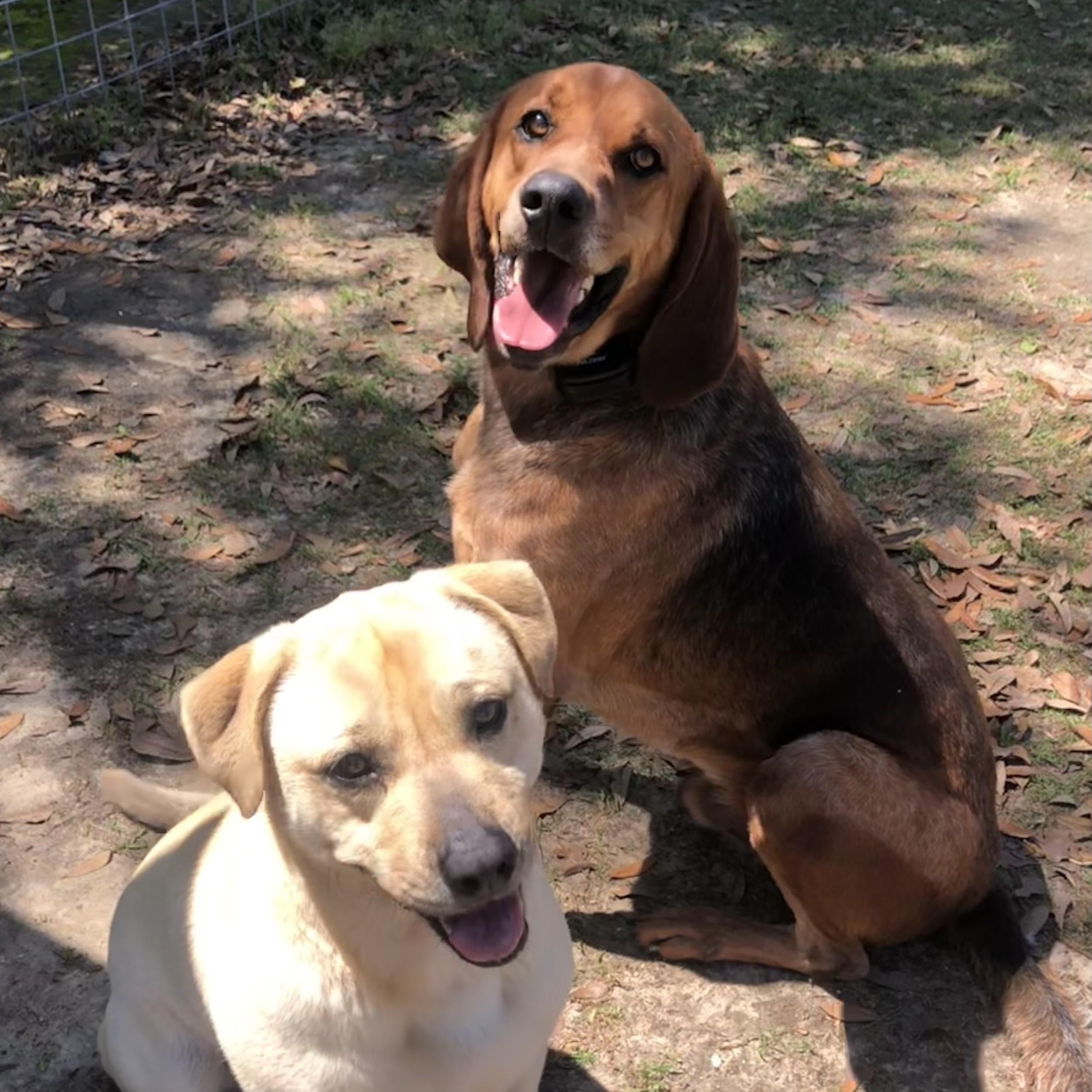 Enlarge Howie, a Adoptable mixed breed in Magnolia Springs, AL image 3/6