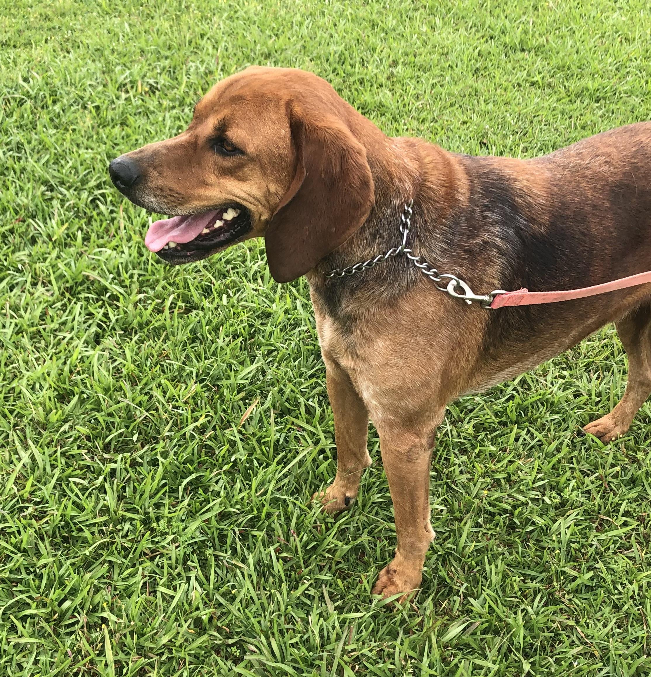 Enlarge Howie, a Adoptable mixed breed in Magnolia Springs, AL image 4/6