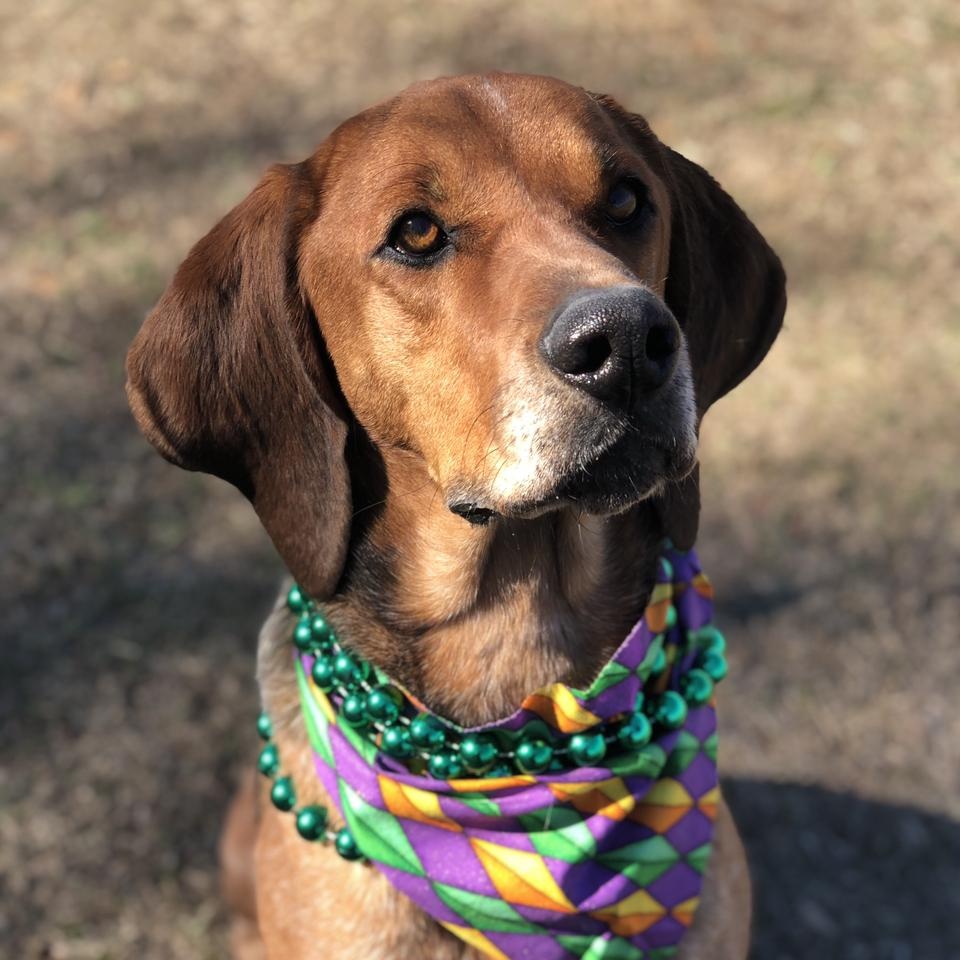 Howie, Adoptable, Adult Male Redbone Coonhound & Labrador Retriever.