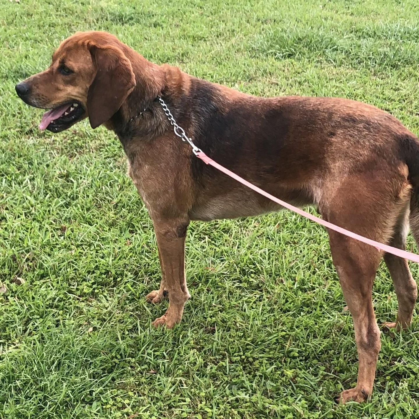 Enlarge Howie, a Adoptable mixed breed in Magnolia Springs, AL image 5/6