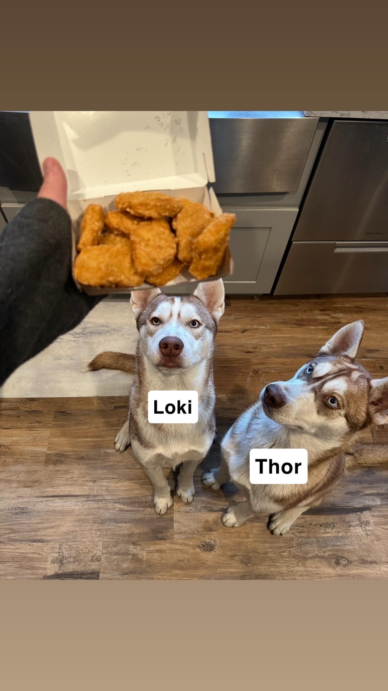 Thor and Loki, Adoptable, Young Male Husky.