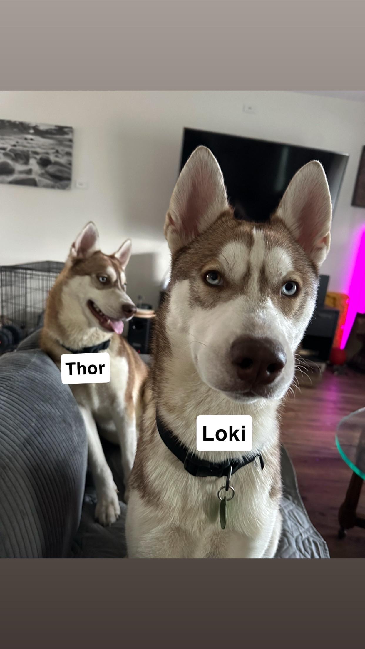 Thor and Loki, a Adoptable Husky in Deer Park, WA image 2/3