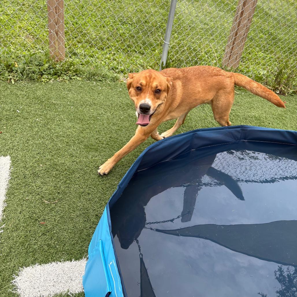Enlarge Jackson, a Adoptable Mixed Breed in Batavia, OH image 1/5