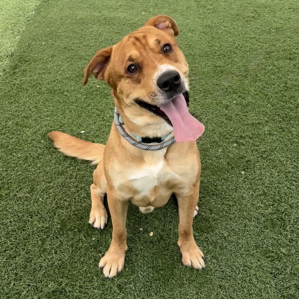 Enlarge Jackson, a Adoptable Mixed Breed in Batavia, OH image 2/5