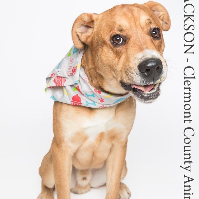 Enlarge Jackson, a Adoptable Mixed Breed in Batavia, OH image 3/6