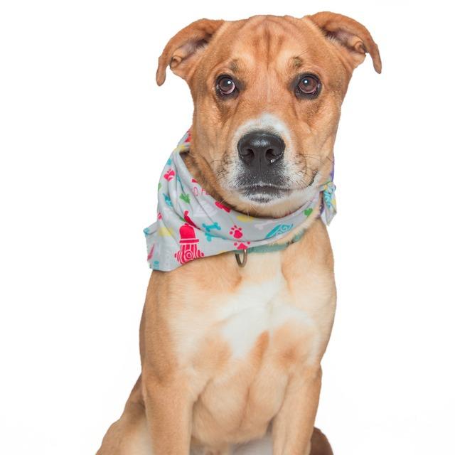 Enlarge Jackson, a Adoptable Mixed Breed in Batavia, OH image 4/6