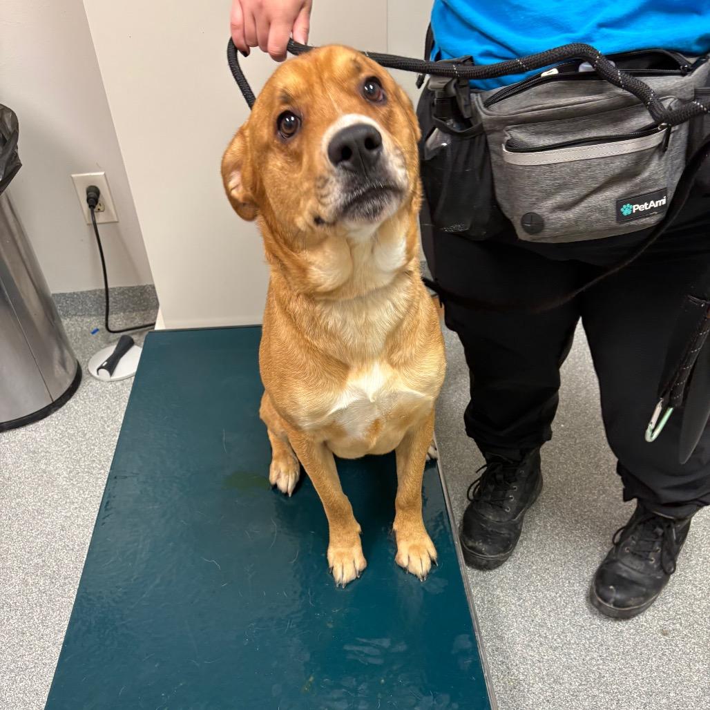 Enlarge Jackson, a Adoptable Mixed Breed in Batavia, OH image 3/5