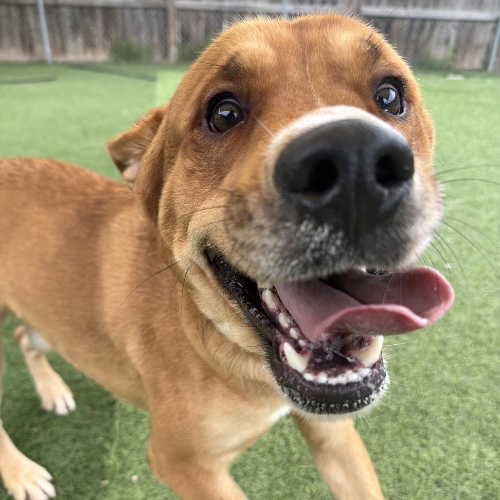 Enlarge Jackson, a Adoptable Mixed Breed in Batavia, OH image 4/5