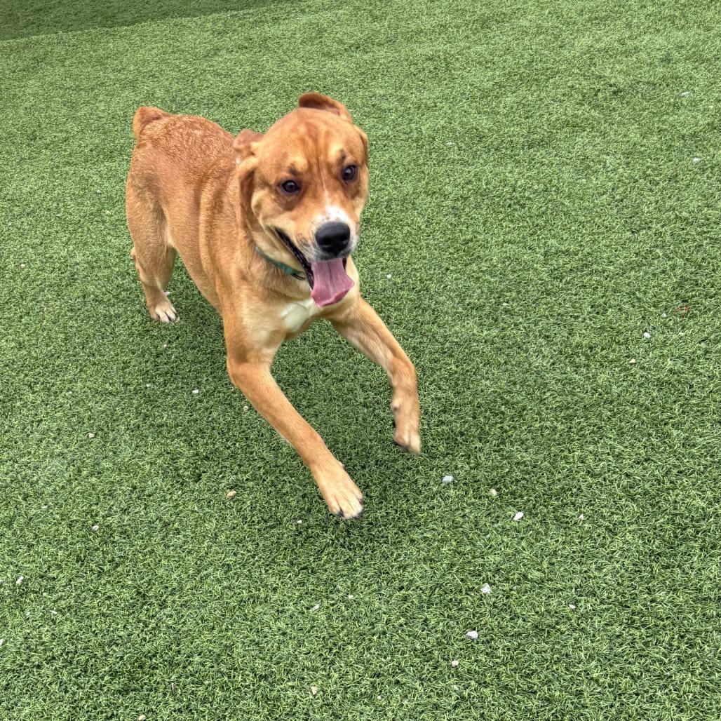 Enlarge Jackson, a Adoptable Mixed Breed in Batavia, OH image 5/5