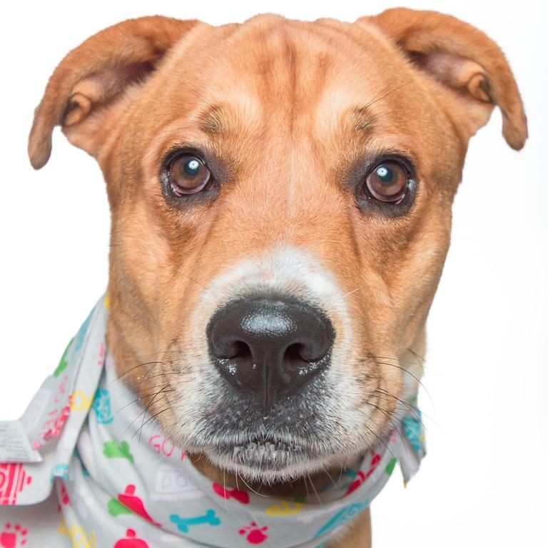 Jackson, a Adoptable Mixed Breed in Batavia, OH image 6/6
