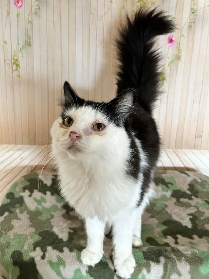 Enlarge Mr Bojangles, a Adopted Domestic Long Hair in Washington, NC image 1/1