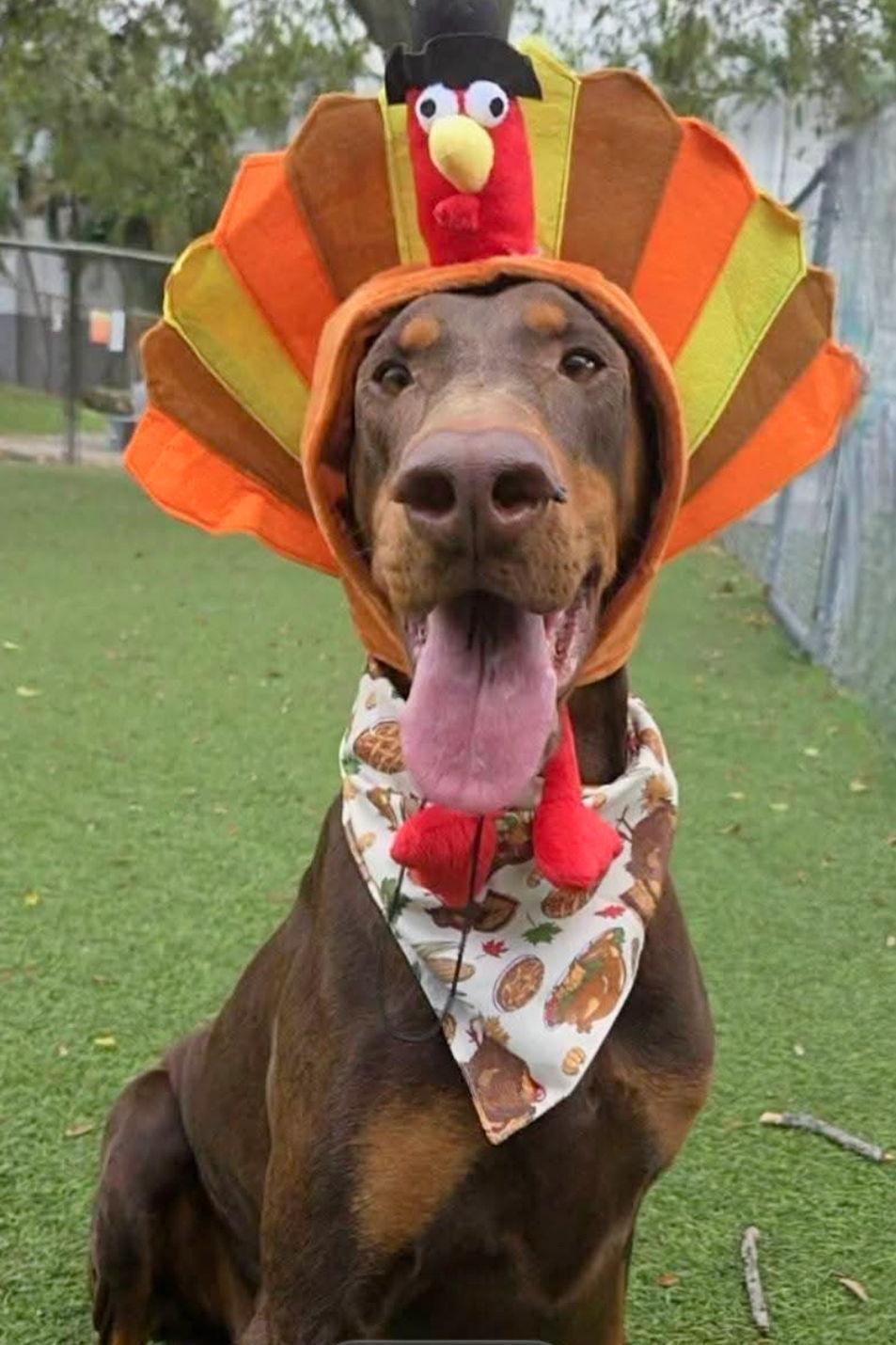 Cherry 3479, a Adoptable Doberman Pinscher in Oakland Park, FL image 1/3