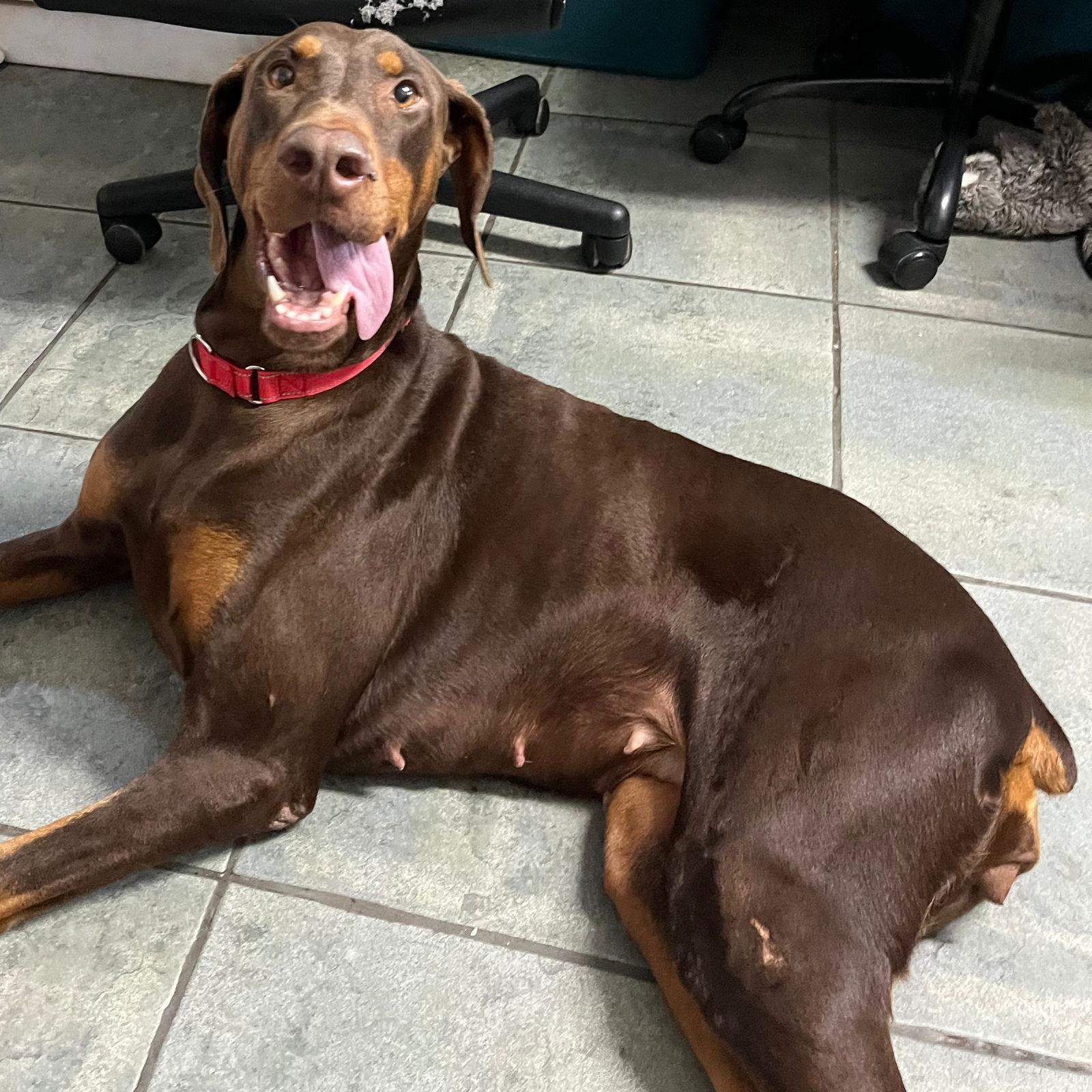 Cherry 3479, a Adoptable Doberman Pinscher in Oakland Park, FL image 2/3