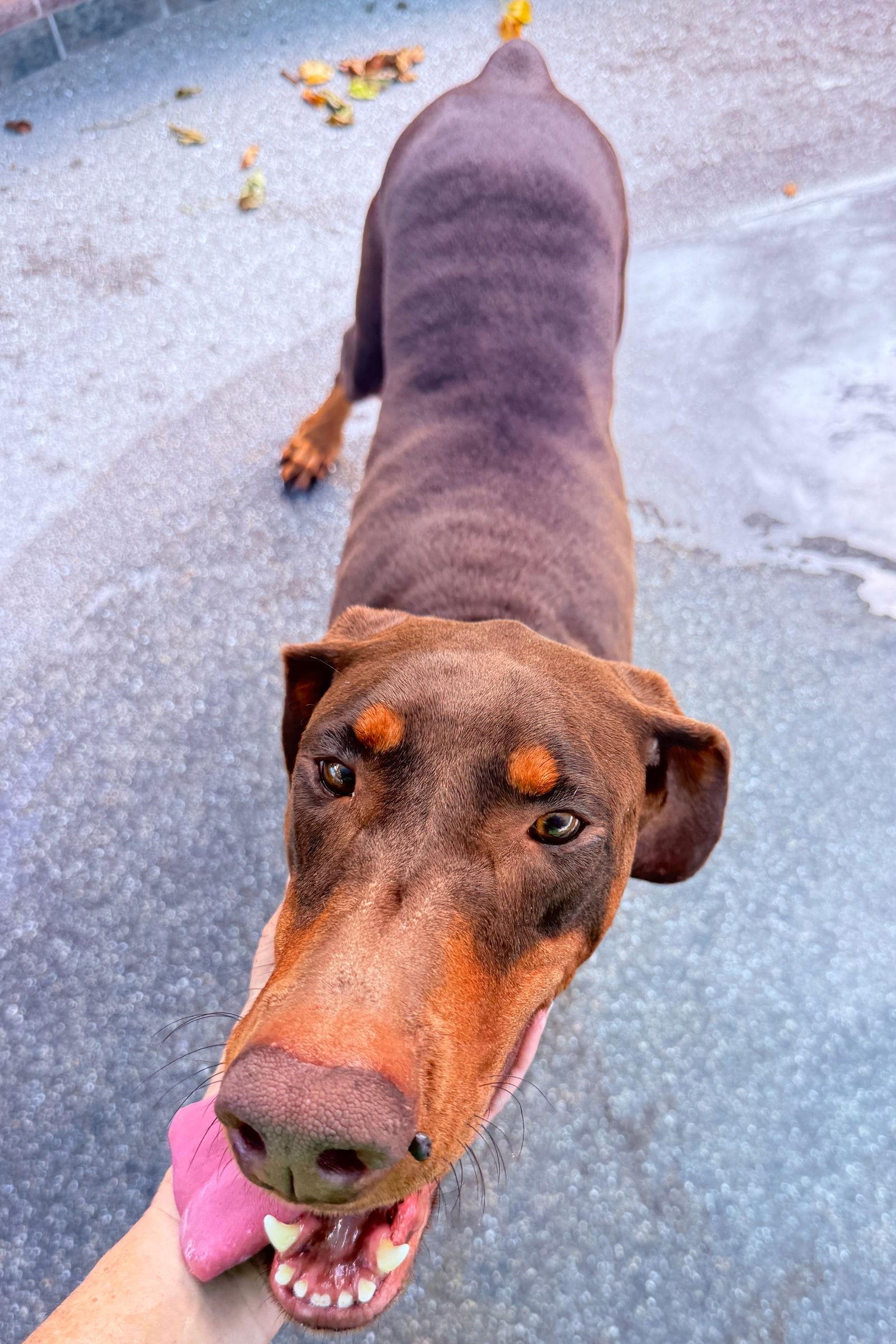 Cherry 3479, a Adoptable Doberman Pinscher in Oakland Park, FL image 3/3