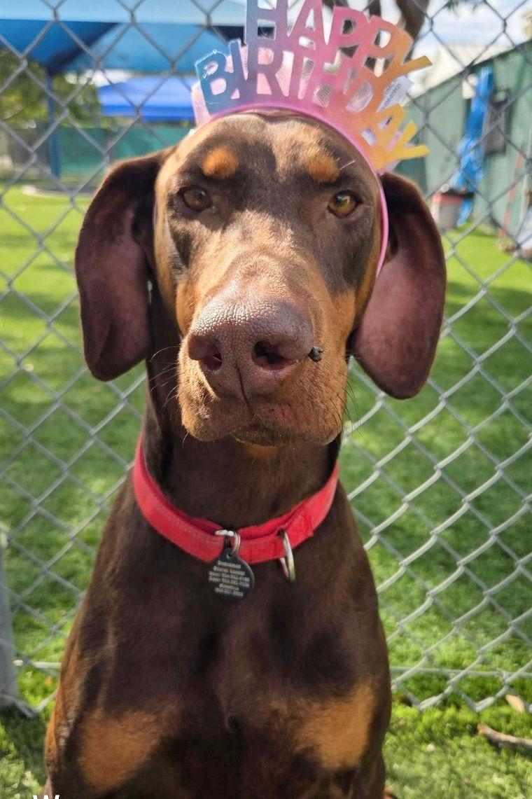 Enlarge Cherry 3479, a Adoptable Doberman Pinscher in Oakland Park, FL image 3/3