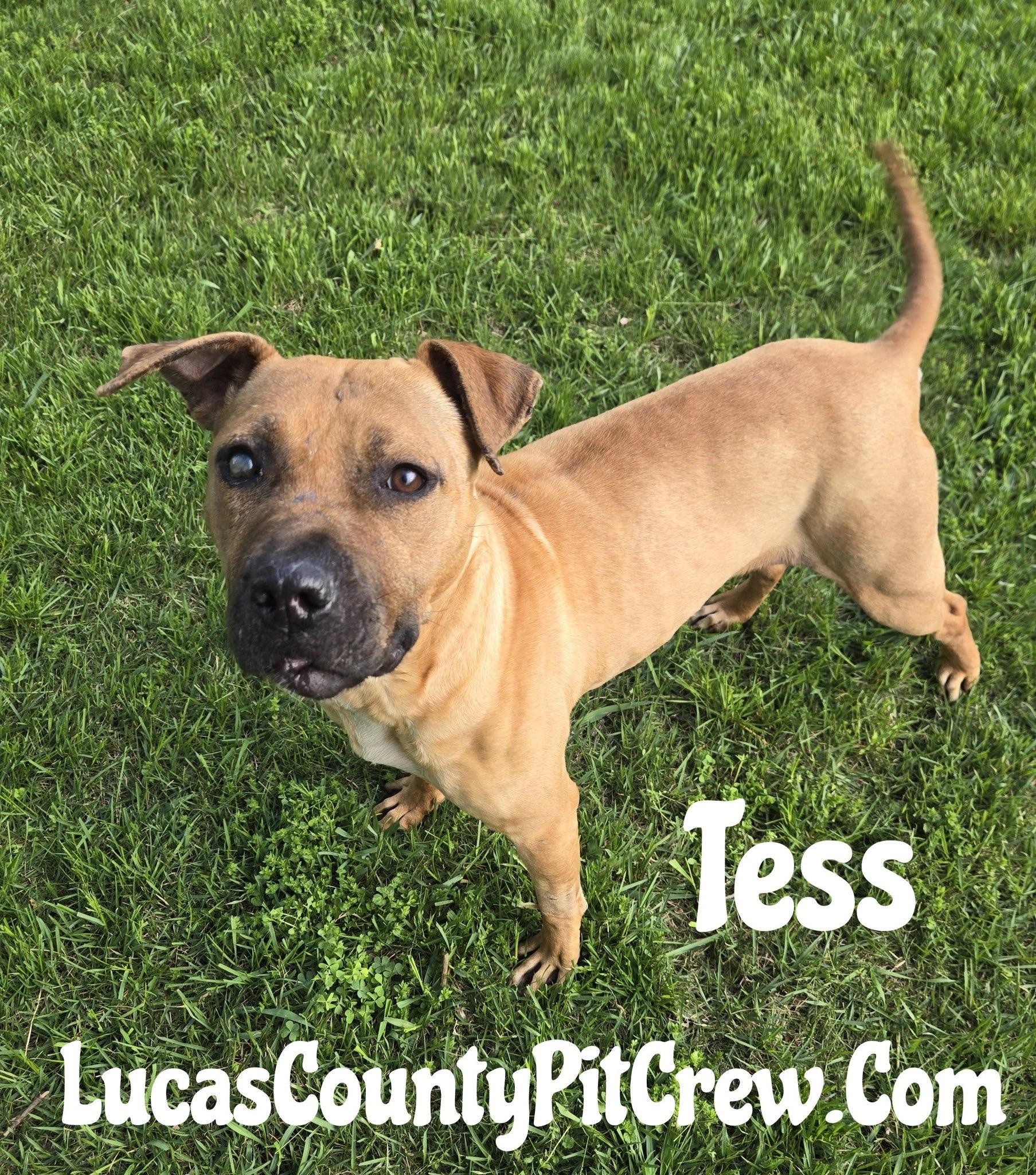 Tess, ADOPTABLE, Young Female American Staffordshire Terrier & Pit Bull Terrier.