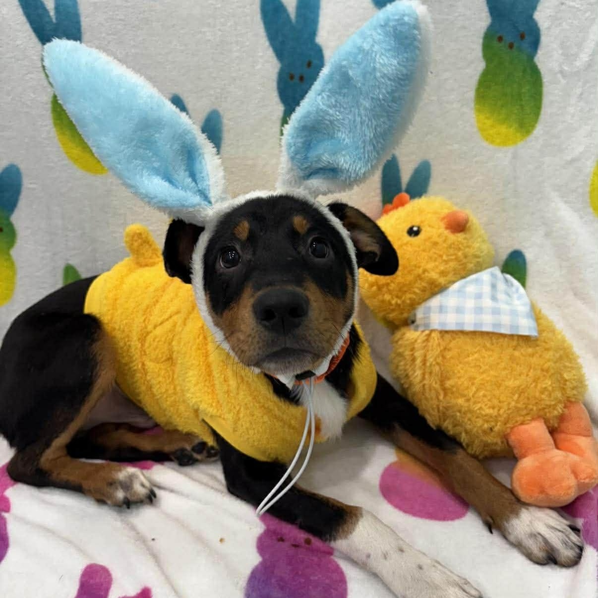 Enlarge Chewy, a ADOPTABLE Mixed Breed in Woolwich, ME image 2/4