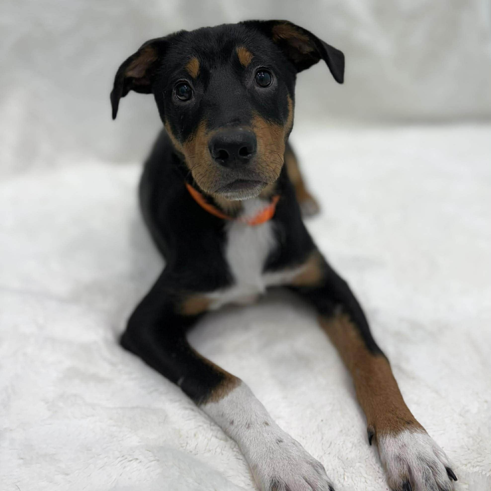 Enlarge Chewy, a ADOPTABLE Mixed Breed in Woolwich, ME image 3/4