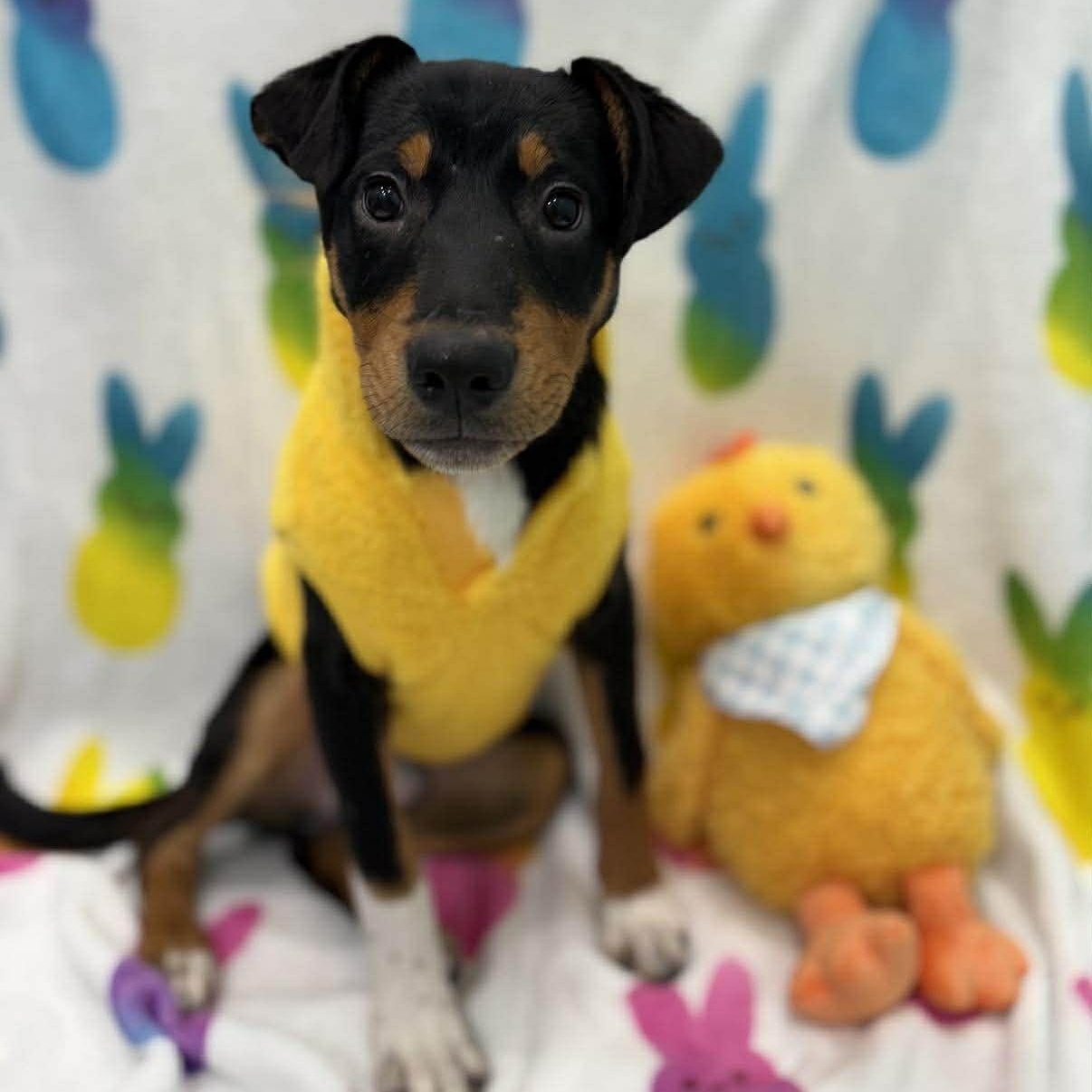 Enlarge Chewy, a ADOPTABLE Mixed Breed in Woolwich, ME image 4/4