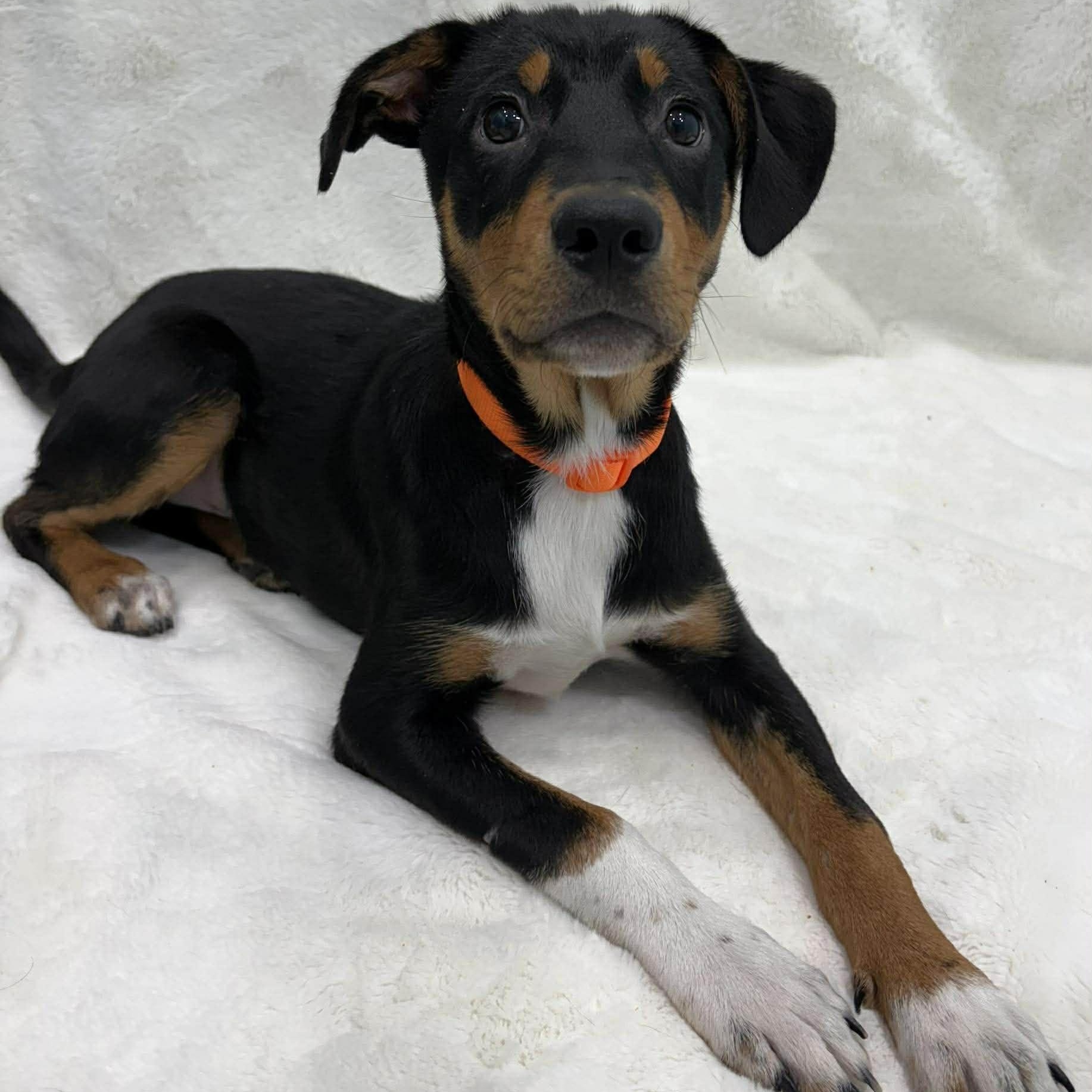 Chewy, ADOPTABLE, Young Male Mixed Breed.