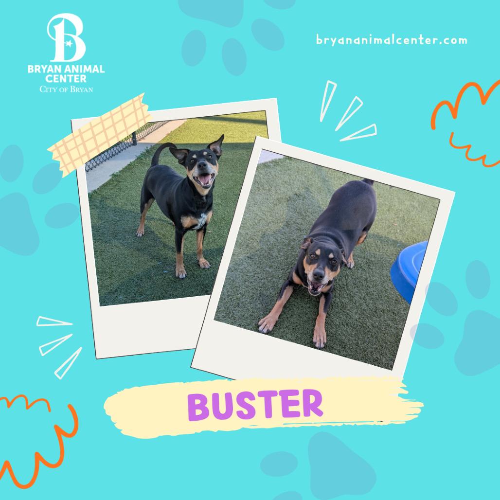 Buster, Adoptable, Senior Male Manchester Terrier.