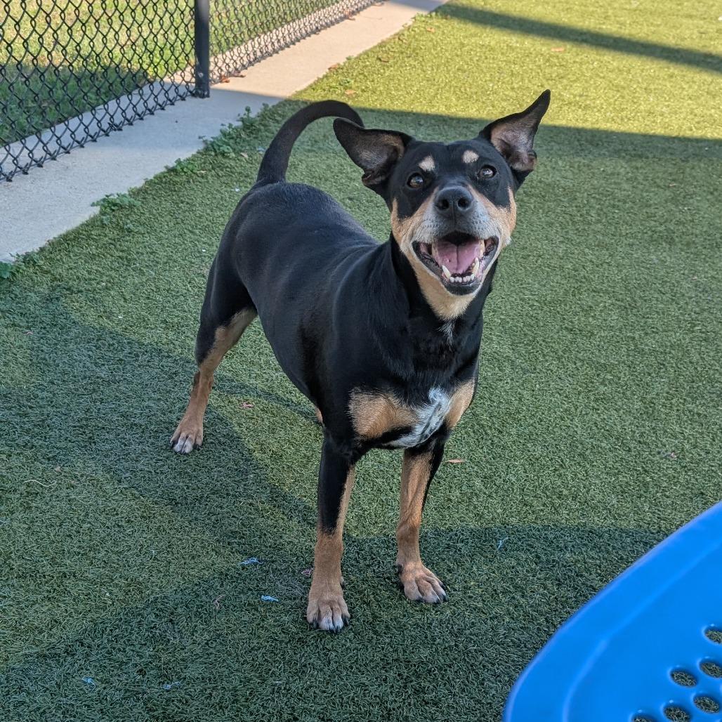 Enlarge Buster, a Adoptable mixed breed in Bryan, TX image 1/6