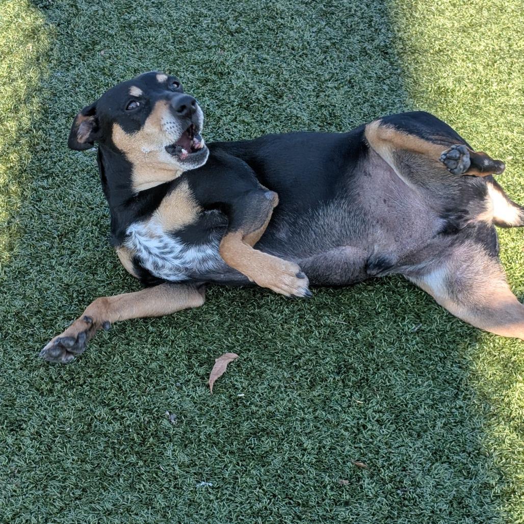 Enlarge Buster, a Adoptable mixed breed in Bryan, TX image 2/6