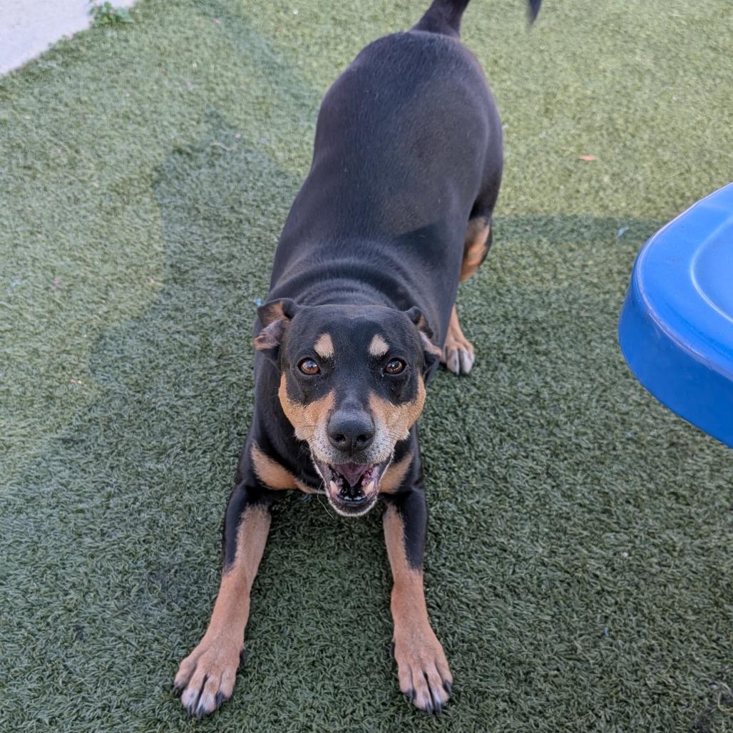 Enlarge Buster, a Adoptable mixed breed in Bryan, TX image 3/6