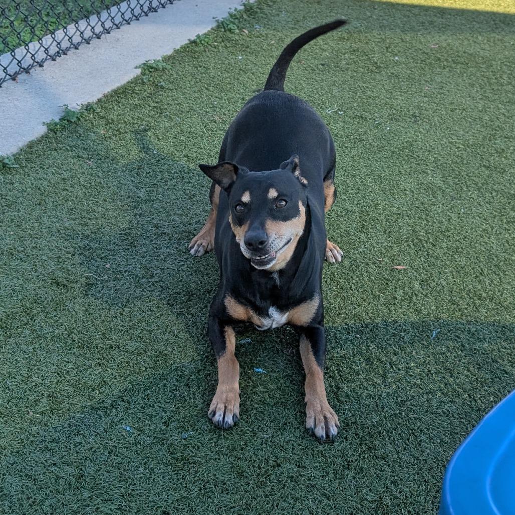 Enlarge Buster, a Adoptable mixed breed in Bryan, TX image 6/6