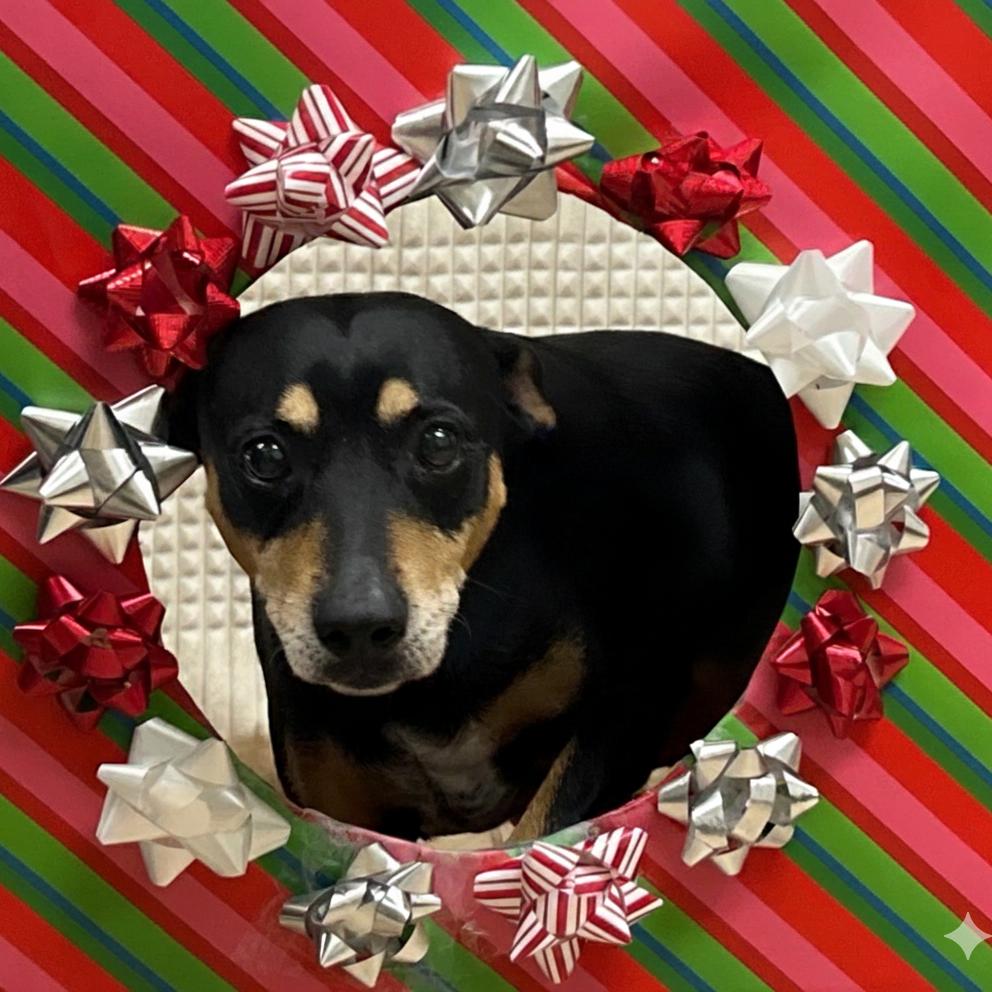 Enlarge Buster, a Adoptable mixed breed in Bryan, TX image 5/6