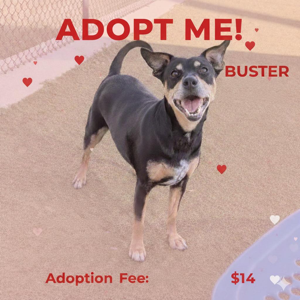 Enlarge Buster, a Adoptable mixed breed in Bryan, TX image 6/6